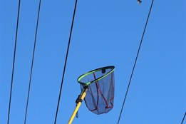 Drama nad hlavami. Na Plzeňsku zachraňovali sýkoru z pasti na elektrickém vedení