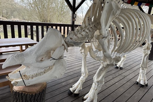 Baabuu se vrátil domů. Zoo Plzeň vystavuje preparovanou kostru nosorožce indického, který loni uhynul