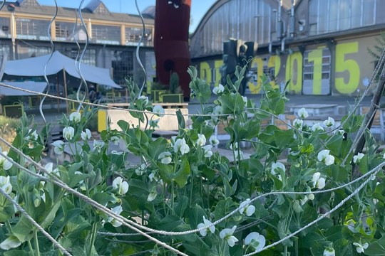 PěstírnaDEPO zahajuje novou sezonu: Máte už svůj záhon v centru Plzně?