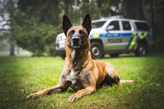 Podezřelého z vloupání dopadl policejní pes Fuzzy