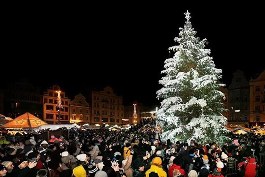 Plzeň rozdá 100 sazenic jedlí k 100. výročí prvního vánočního stromu na náměstí