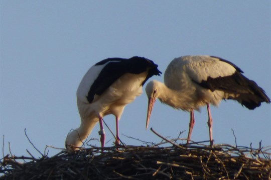 Čapí hnízdo v ohrožení: Bezohledný dronař ve Spáleném Poříčí riskoval životy mláďat