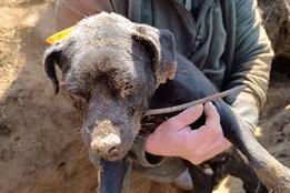 Aktualizováno: Drama se šťastným koncem. Hasiči zachránili život loveckého psa, který uvízl v hluboké noře