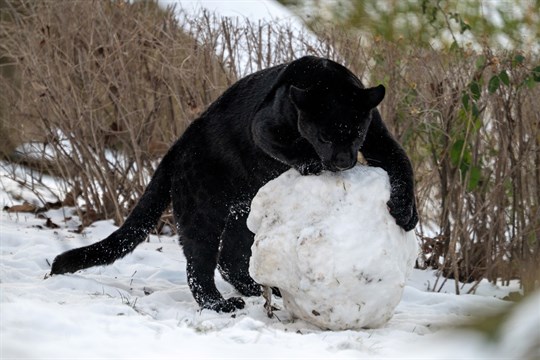 Sněhovou nadílku si řada zvířat ve zlínské zoo užívá. Teplomilní tvorové se mohou ohřát u infrazářičů