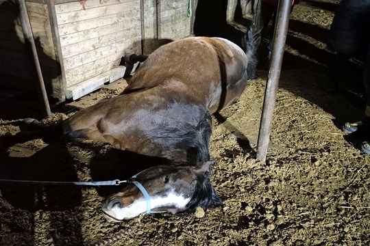 Kůň na Kroměřížsku uklouzl a zůstal zaklíněný pod krmelcem. Vysvobodili ho hasiči se speciální technikou