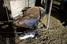 Kůň na Kroměřížsku uklouzl a zůstal zaklíněný pod krmelcem. Vysvobodili ho hasiči se speciální technikou